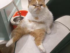 -安格丽娜·狗咖·猫咖羊驼咖(春熙路百盛商场店)
