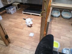 -猫色咖啡·猫咖