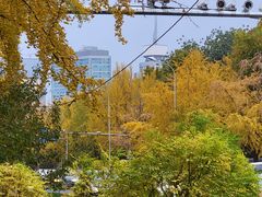 -三里屯东五街银杏大道