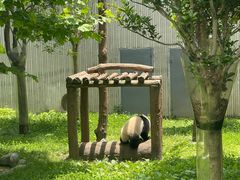 -卧龙中华大熊猫苑神树坪基地