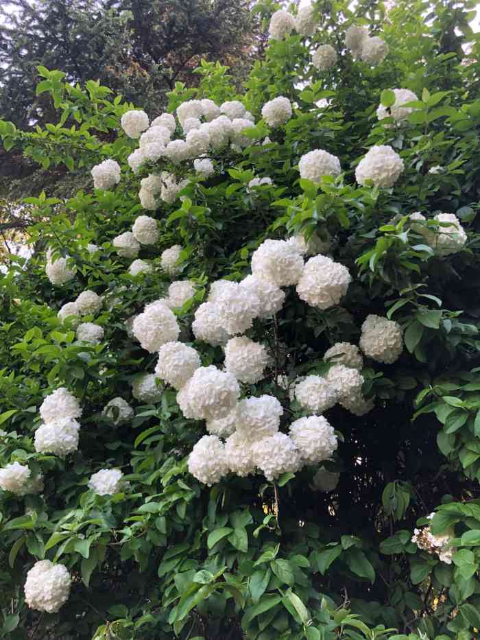 紫凤公园-"真的太美太出片了,很小的一个公园,里面还.