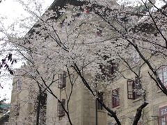 -武汉大学-樱园