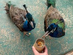 -昆明动物园