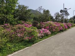 -梧桐山风景名胜区