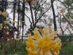 -西湖外事游船(花港观鱼码头)