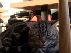-平行世界·猫咖(首经贸店)