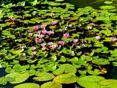 -国家植物园南园