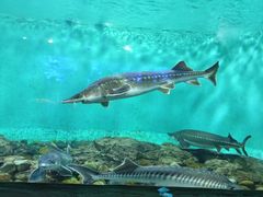 -太平洋海底世界