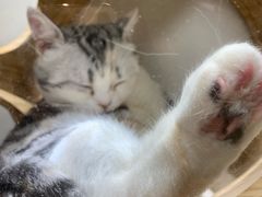 -猫和宫(六道口店)