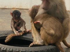 -西安秦岭野生动物园
