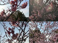 -苏州上方山国家森林公园