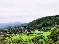 -桑洲油菜花景区