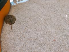 -瑞普利水族馆