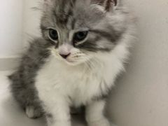 -关爱宠物医院·猫科中心·消化科(滨湖万达分院)