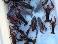 iphone_upload_pic-苍洱春饭店