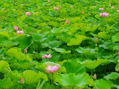 -高子水居