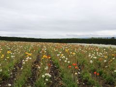 -富田农场
