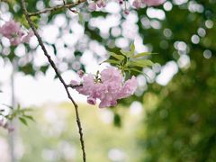 -武汉大学-樱园