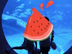 -烟台海昌鲸鲨海洋公园