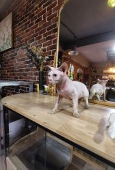 -青木造型HAIR·あおき髪を刈る潮人店