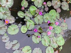 -五缘湾湿地公园