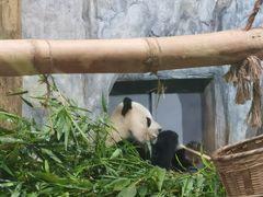 -深圳野生动物园