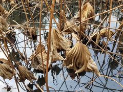 -合肥三国新城遗址公园