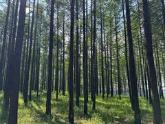 -御道口草原森林风景区