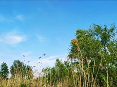 -新江湾城公园