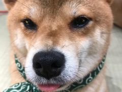 -逗柴咖啡屋·狗咖猫咖宠物桌游