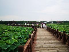 -荷塘月色湿地公园·向阳花洲
