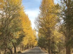 -金塔沙漠胡杨林景区