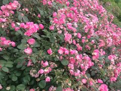 -都江堰玫瑰花溪谷