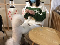 -柴迷FANS CLUB·柴犬狗咖·猫咖