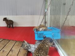 -深圳野生动物园