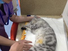 -伟伟宠物医院·CT影像中心·瑞派犬猫综合性门诊(汉口总院)