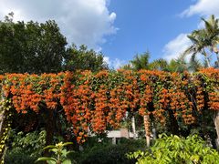 -中国科学院西双版纳热带植物园