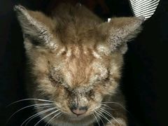 -荣耀金沙动物医院(清江西路店)