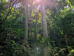 -西双版纳原始森林公园