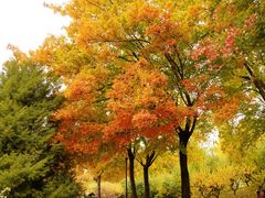 -元大都城垣遗址公园