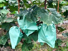 -马陆小张葡萄园农家乐