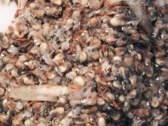 -青岛沙子口国家中心渔港