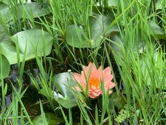 -池杉湖湿地公园