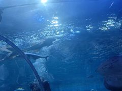 -华夏文旅海洋公园