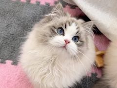 -猫十亿·布偶金渐层·曼基康矮脚猫舍(青年路店)