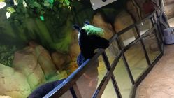 -酷嗒动物文化乐园(cutezoo西溪乐天城店)