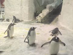 -大连圣亚海洋世界