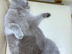 -藏猫猫咖啡主题馆(中央大道店)