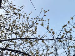 -西湖游船