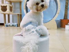 -喵宠乐园·撸猫互动·猫舍